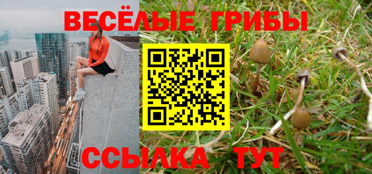 Псилоцибиновые грибы Psilocybe  Псилоцибиновые грибы Psilocybe  Чернушка  Вход с VPN 